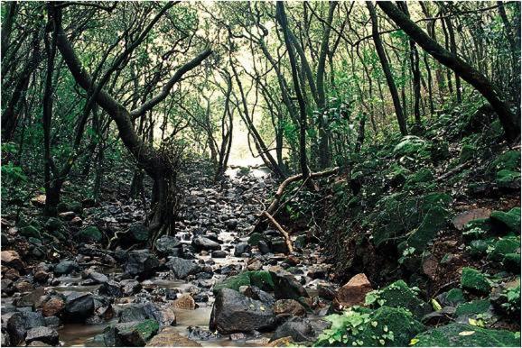 Monsoon Forest alojamiento Tāla Exterior foto